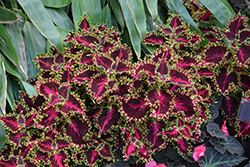 Volcanica Solar Flare Coleus (Solenostemon scutellarioides 'UF20-103-6') at Echter's Nursery & Garden Center