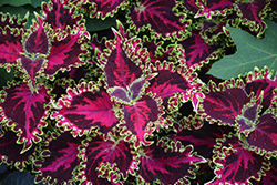 Volcanica Solar Flare Coleus (Solenostemon scutellarioides 'UF20-103-6') at Echter's Nursery & Garden Center