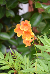 Kalama Blood Orange Esperanza (Tecoma stans 'Balkalblor') at Echter's Nursery & Garden Center