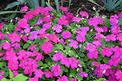 Beacon Violet Shades Impatiens (Impatiens walleriana 'PAS1357834') at Echter's Nursery & Garden Center
