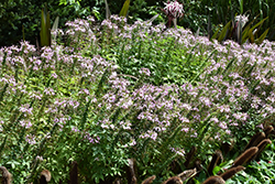 Clementine Violet Spiderflower (Cleome 'Clementine Violet') at Echter's Nursery & Garden Center