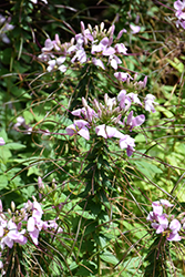 Clementine Violet Spiderflower (Cleome 'Clementine Violet') at Echter's Nursery & Garden Center