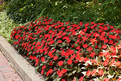 SunPatiens Compact Deep Red Impatiens (Impatiens 'SAKIMP060') at Echter's Nursery & Garden Center