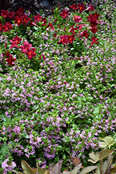 Bombay Pink Fan Flower (Scaevola aemula 'Bombay Pink') at Echter's Nursery & Garden Center