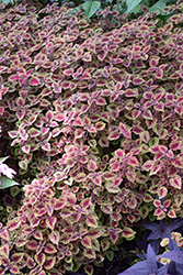 Great Falls Rose Gold Coleus (Solenostemon scutellarioides 'Rose Gold') at Echter's Nursery & Garden Center