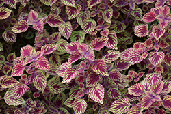 Great Falls Rose Gold Coleus (Solenostemon scutellarioides 'Rose Gold') at Echter's Nursery & Garden Center