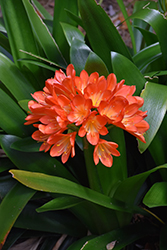 Bush Lily (clivia x miniata) at Echter's Nursery & Garden Center