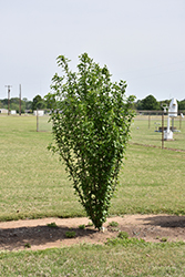 White Pillar Rose of Sharon (Hibiscus syriacus 'Gandini van Aart') at Echter's Nursery & Garden Center