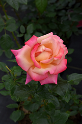 Chicago Peace Rose (Rosa 'Chicago Peace') at Echter's Nursery & Garden Center