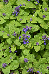 Chartreuse On The Loose Catmint (Nepeta 'Chartreuse On The Loose') at Echter's Nursery & Garden Center