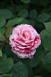 Scentimental Rose (Rosa 'Scentimental') at Echter's Nursery & Garden Center