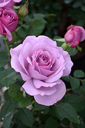 Love Song Rose (Rosa 'WEKstameda') at Echter's Nursery & Garden Center