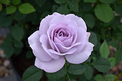 Silver Lining Rose (Rosa 'WEKcrypeplos') at Echter's Nursery & Garden Center