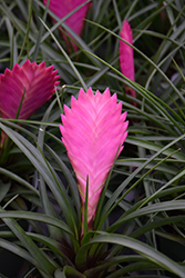 Pink Quill (Tillandsia cyanea) at Echter's Nursery & Garden Center