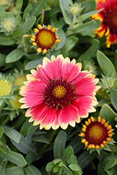 Sunset Snappy Blanket Flower (Gaillardia x grandiflora 'Sunset Snappy') at Echter's Nursery & Garden Center