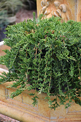 Windwalker Guernsey Green Juniper (Juniperus horizontalis 'Guernsey Green') at Echter's Nursery & Garden Center