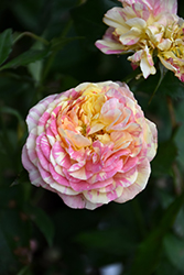 Pop Art Rose (Rosa 'Pop Art') at Echter's Nursery & Garden Center