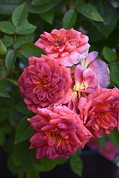 Midnight Fire Rose (Rosa 'WEKboulette') at Echter's Nursery & Garden Center