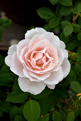 Belinda's Blush Rose (Rosa 'Belinda's Blush') at Echter's Nursery & Garden Center