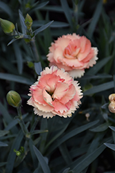 SuperTrouper Orange Carnation (Dianthus caryophyllus 'SuperTrouper Orange') at Echter's Nursery & Garden Center