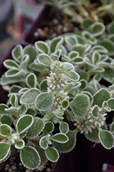 Silver Edged Horehound (Marrubium rotundifolium) at Echter's Nursery & Garden Center