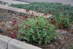 Red Valerian (Centranthus ruber) at Echter's Nursery & Garden Center