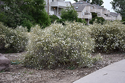 Apache Plume (Fallugia paradoxa) at Echter's Nursery & Garden Center