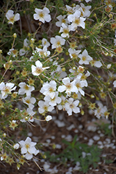 Apache Plume (Fallugia paradoxa) at Echter's Nursery & Garden Center