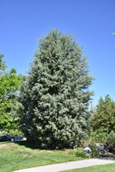 Arizona Cypress (Cupressus arizonica) at Echter's Nursery & Garden Center