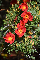 Austrian Copper Rose (Rosa foetida 'Bicolor') at Echter's Nursery & Garden Center