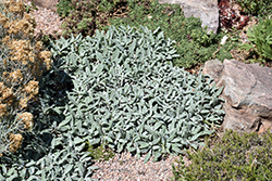 Platinum Sage (Salvia daghestanica) at Echter's Nursery & Garden Center