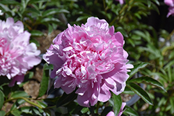 Monsieur Jules Elie Peony (Paeonia 'Monsieur Jules Elie') at Echter's Nursery & Garden Center