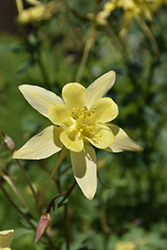 Denver Gold Columbine (Aquilegia chrysantha 'Denver Gold') at Echter's Nursery & Garden Center