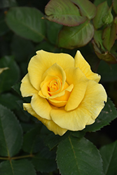 Midas Touch Rose (Rosa 'Midas Touch') at Echter's Nursery & Garden Center