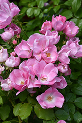 Forever & Ever Pink Rose (Rosa 'WEKneflosprif') at Echter's Nursery & Garden Center