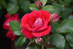 Take It Easy Rose (Rosa 'WEKyoopedko') at Echter's Nursery & Garden Center