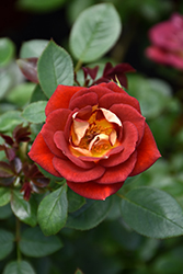 Hot & Sassy Rose (Rosa 'WEKaltcingi') at Echter's Nursery & Garden Center