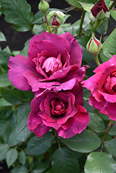 Intrigue Rose (Rosa 'Intrigue') at Echter's Nursery & Garden Center