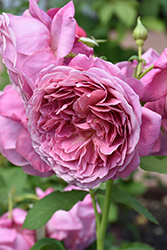 Queen Of Elegance Rose (Rosa 'WEKjucstokol') at Echter's Nursery & Garden Center