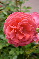 America Rose (Rosa 'JACclam') at Echter's Nursery & Garden Center