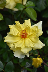 Golden Showers Rose (Rosa 'Golden Showers') at Echter's Nursery & Garden Center