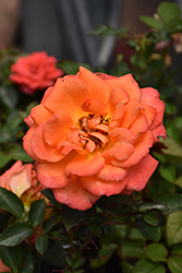 Amber Sunblaze Rose (Rosa 'Meiludoca') at Echter's Nursery & Garden Center