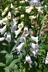 Dalmatian White Foxglove (Digitalis purpurea 'Dalmatian White') at Echter's Nursery & Garden Center