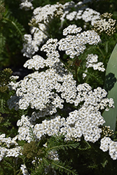 New Vintage White Yarrow (Achillea millefolium 'Balvinwite') at Echter's Nursery & Garden Center