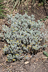SteppeSuns Hokubetsi (Helichrysum trilineatum 'P021S') at Echter's Nursery & Garden Center