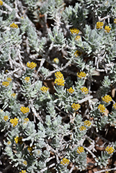 SteppeSuns Hokubetsi (Helichrysum trilineatum 'P021S') at Echter's Nursery & Garden Center
