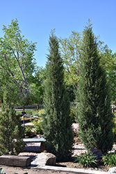 Woodward Columnar Juniper (Juniperus scopulorum 'Woodward') at Echter's Nursery & Garden Center
