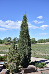 Woodward Columnar Juniper (Juniperus scopulorum 'Woodward') at Echter's Nursery & Garden Center