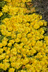 Yellow Ice Plant (Delosperma nubigenum) at Echter's Nursery & Garden Center