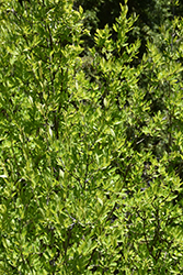 New Mexico Privet (Forestiera neomexicana) at Echter's Nursery & Garden Center